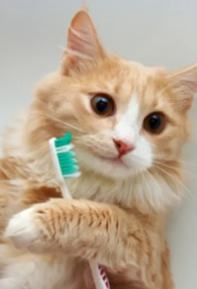 Orange Cat Holding a Toothbrush